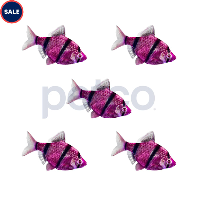 Galactic Purple Tiger Barb 5-Pack - Carousel image #1