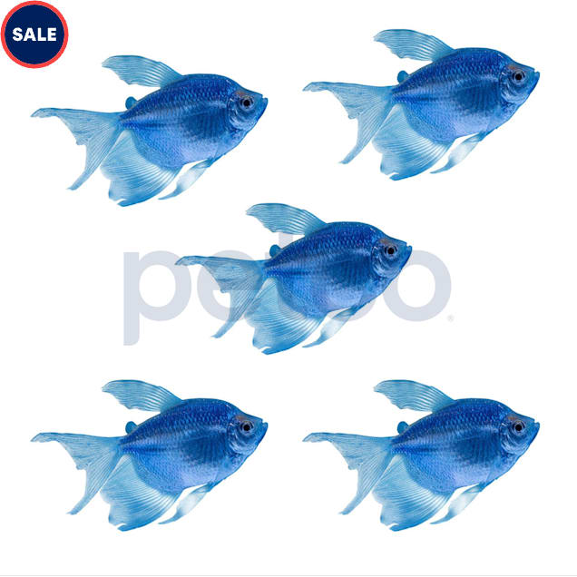 Cosmic Blue Longfin Tetra 5-Pack - Carousel image #1