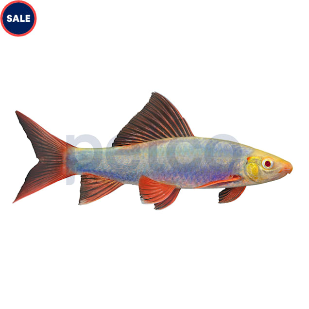 Cosmic Blue Shark (Epalzeorhynchos frenatus) - Carousel image #1