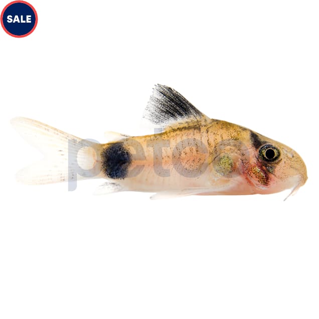 Panda Cory Catfish Freshwater Community Fish & Easy Care