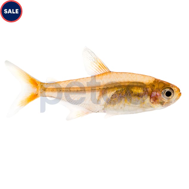 Ember Tetra (Hyphessobrycon amandae) - Carousel image #1