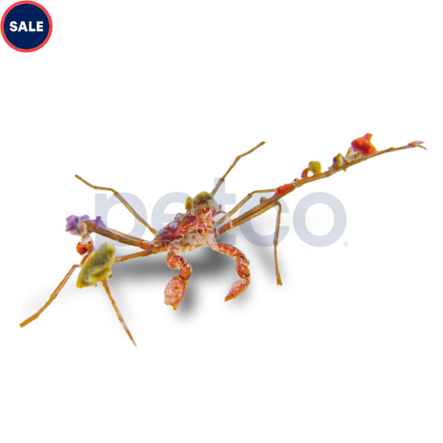 Decorator Arrow Crab (Stenorphynchus sp.) - Carousel image #1