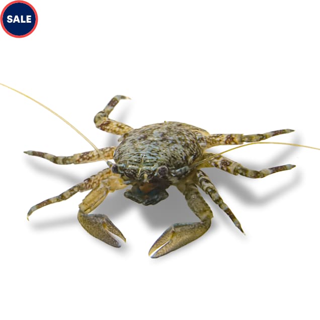 Porcelain Crab (Petrolisthes sp.) - Carousel image #1