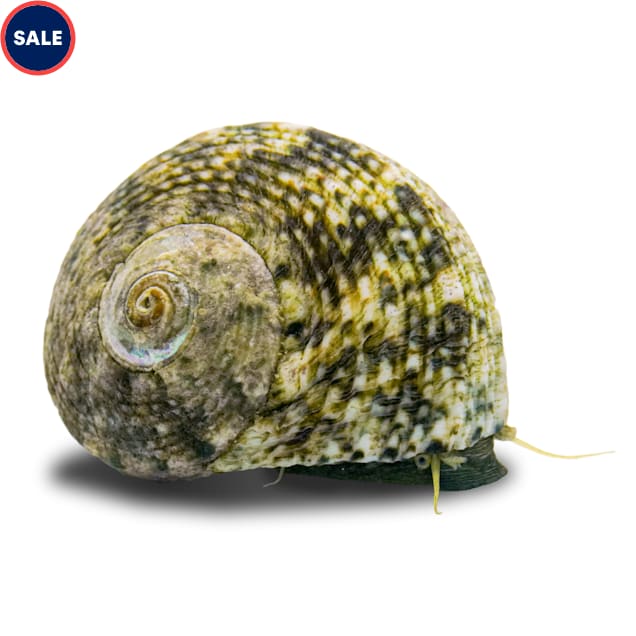 Margarite Snail (Margarites pupillus) - Carousel image #1