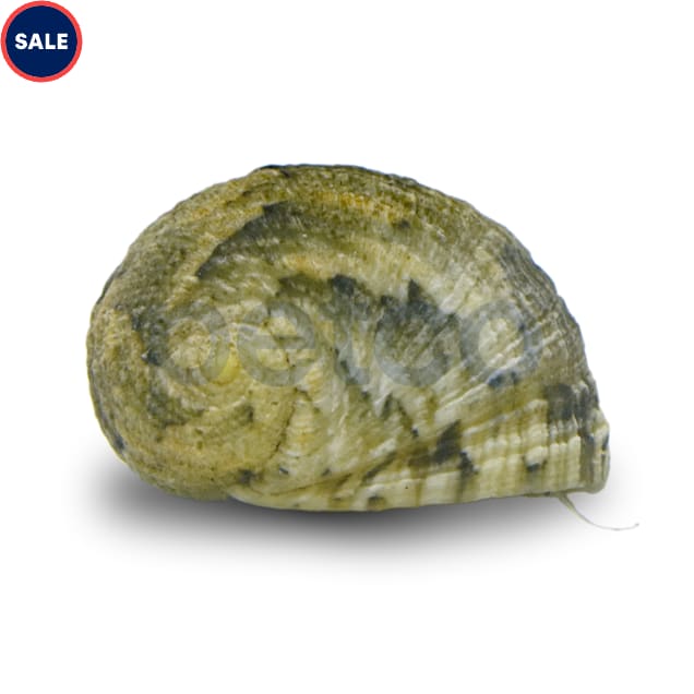Nerite Snail (Nerite sp.) - Carousel image #1