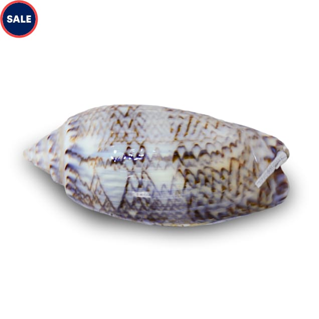 Olive Sandsifting Periscope Snail (Oliva sp.) - Carousel image #1