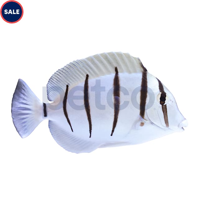 Convict Tang (Acanthurus triostegus) - Small - Carousel image #1