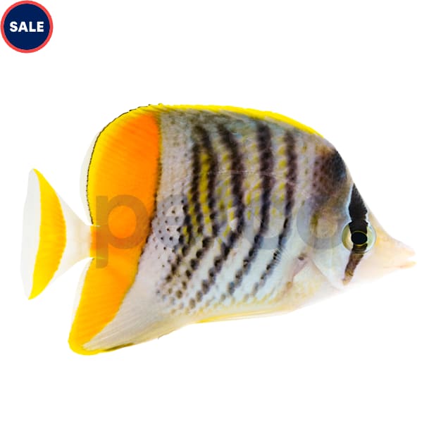 Mertensii Butterfly (Chaetodon mertensii) - Carousel image #1
