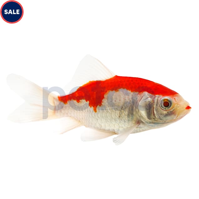 Red & White Sarasa Comet (Carassius auratus) - Small - Carousel image #1