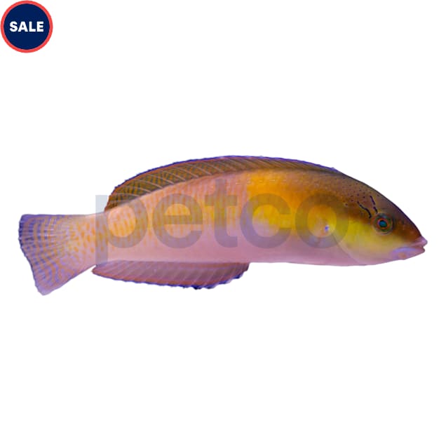Neon Wrasse (Halichoeres garnoti) - Carousel image #1