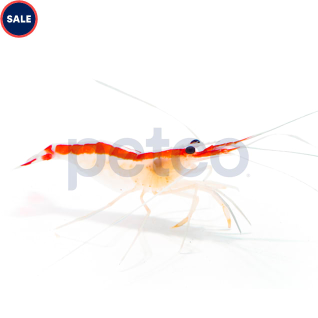 Petco shrimp deals tank