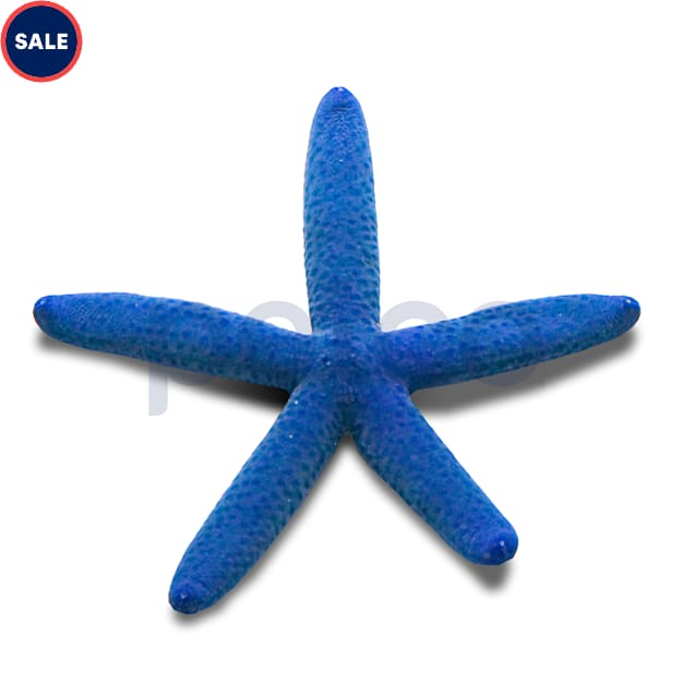 Blue Linckia Sea Star (Linckia laevigata) - Carousel image #1