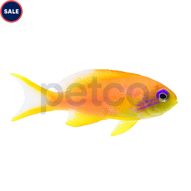 Lyretail anthias care hotsell