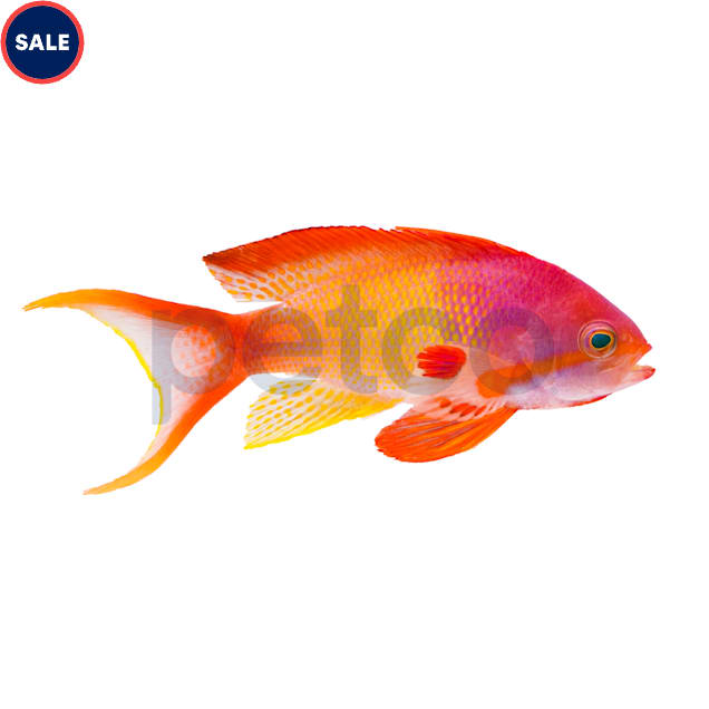 Male Red Yellow Breasted Lyretail Anthias (Pseudanthias cheirospilos/squamipinnis) - Carousel image #1