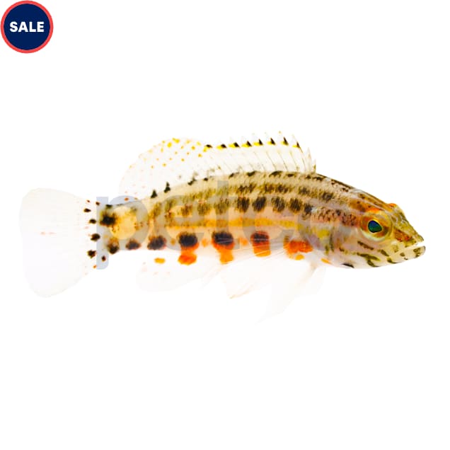 Lantern Basslet (Serranus baldwini) - Small - Carousel image #1