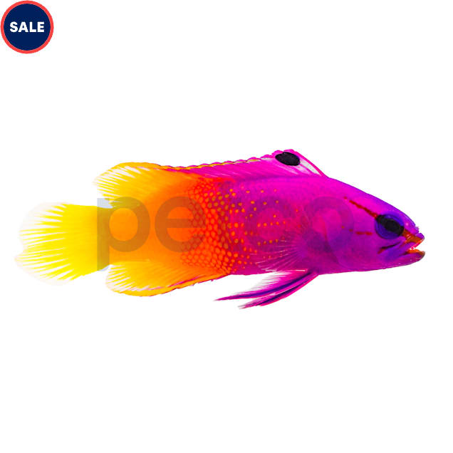 Royal Gramma For Sale Medium Petco