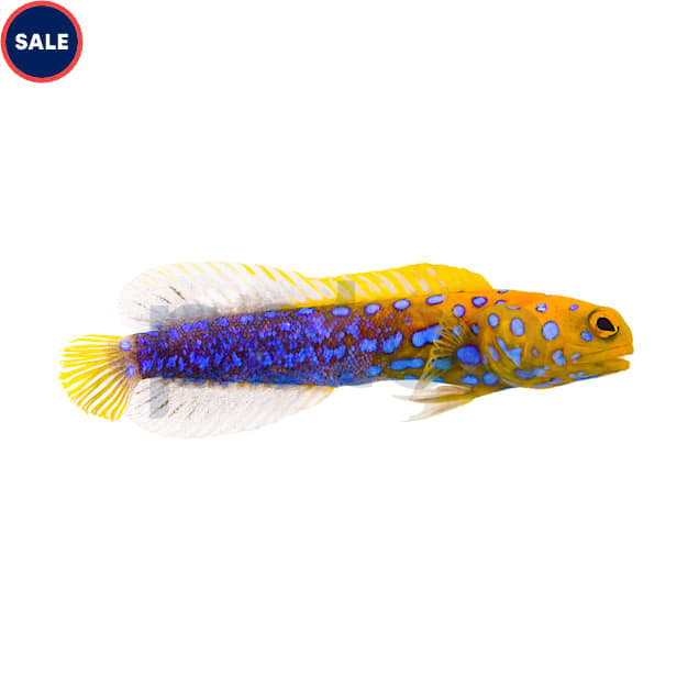Blue Dot Jawfish (Opistognathus rosenblatti) - Carousel image #1