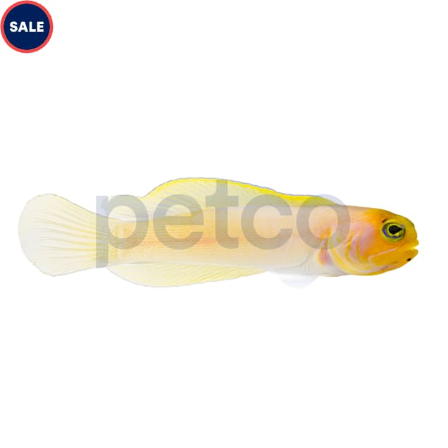 Yellowhead Jawfish (Opistognathus aurifons) - Carousel image #1
