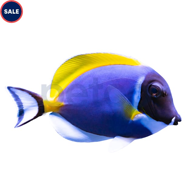 Powder Blue Tang, Online Learning Center