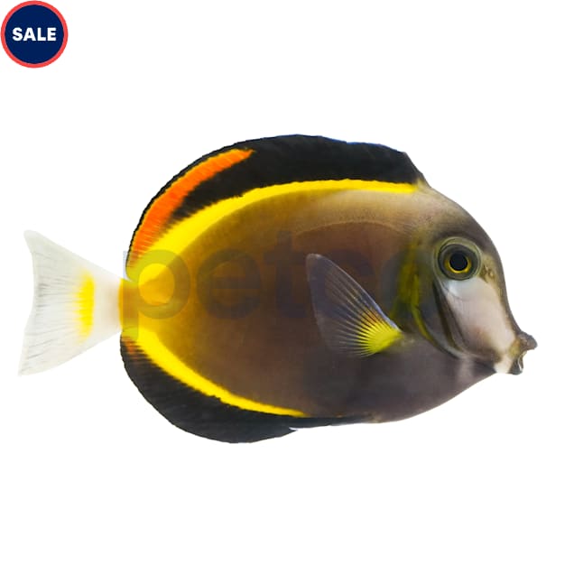 Powder Brown Tang (Acanthurus japonicus) - Small - Carousel image #1
