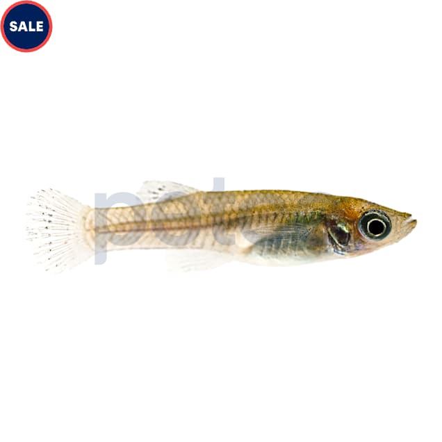 Mosquito Fish For Sale Petco