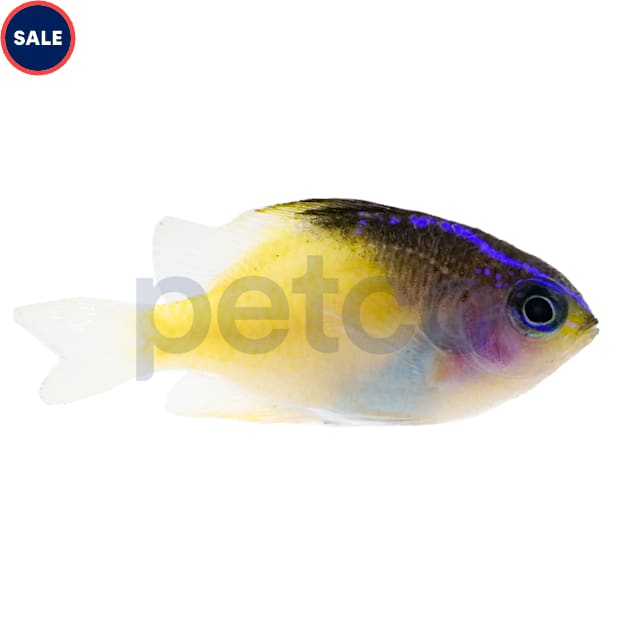 Aquacultured Black Cap Damsel (Chrysiptera rollandi) - Carousel image #1