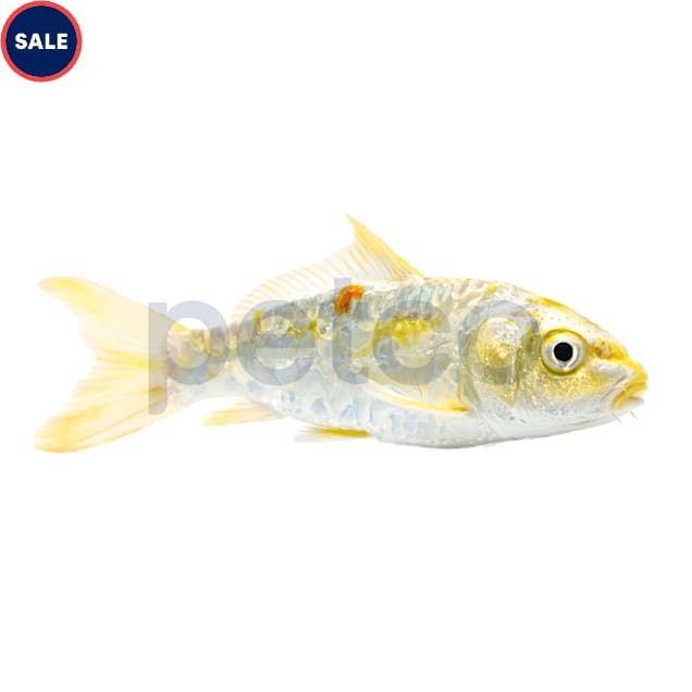 Doitsu Koi (Cyprinus carpio) - Carousel image #1