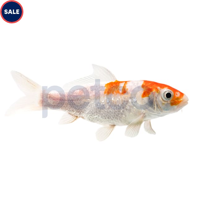 Ginrin Koi (Cyprinus carpio) - Carousel image #1