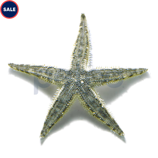 Freshwater starfish petco sale