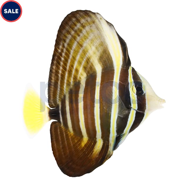 Sailfin Tang (Zebrasoma veliferum) - Small - Carousel image #1