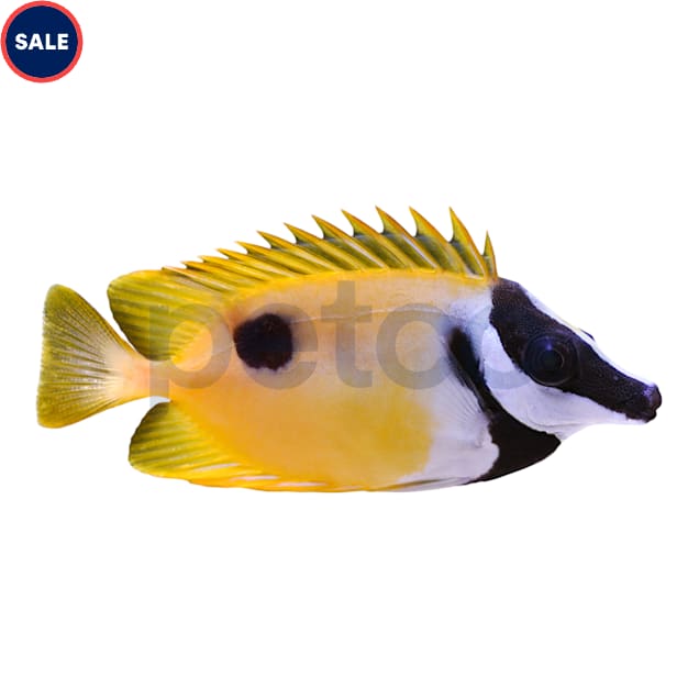 One Spot Foxface (Siganus unimaculatus) - Small - Carousel image #1