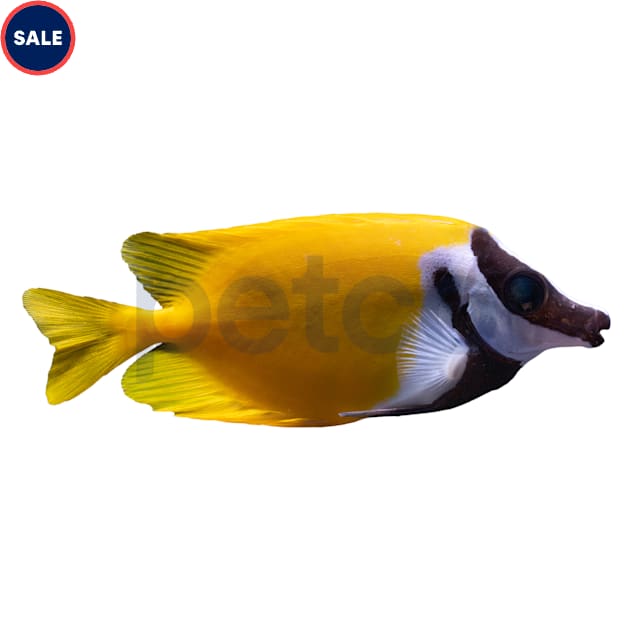 Foxface (Siganus vulpinus) - Small - Carousel image #1