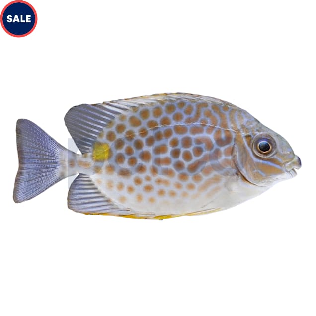 Yellow Blotch Rabbitfish (Siganus guttatus) - Carousel image #1