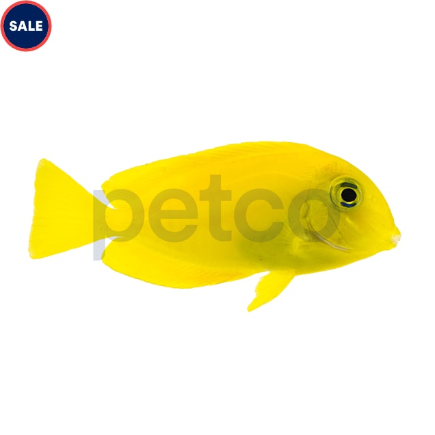 Juvenile Orange Shoulder Tang (Acanthurus olivaceus) - Medium - Carousel image #1