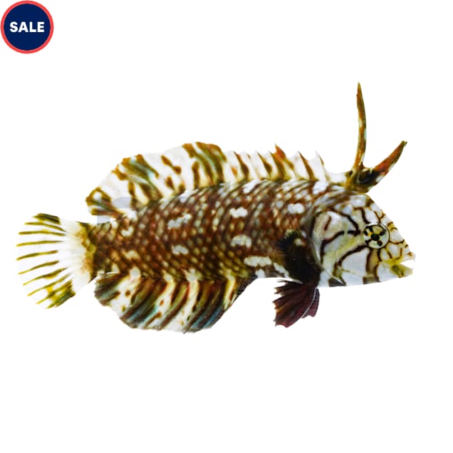 Dragon Wrasse (Novaculichthys taeniourus) - Carousel image #1