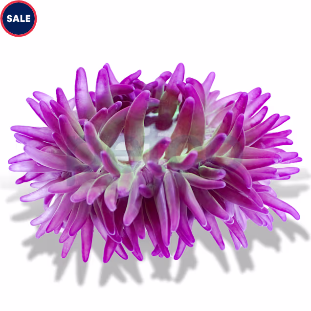 Long Tentacle Anemone (Macrodactyla doreensis) - Large - Carousel image #1