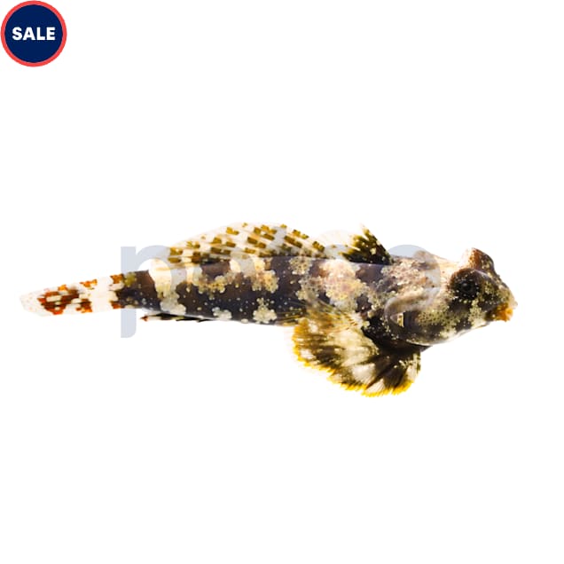 Scooter hotsell blenny care