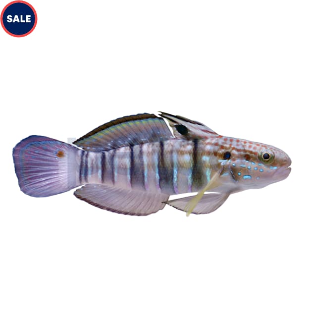 Banded Sleeper Goby (Amblygobius phalaena) - Small - Carousel image #1