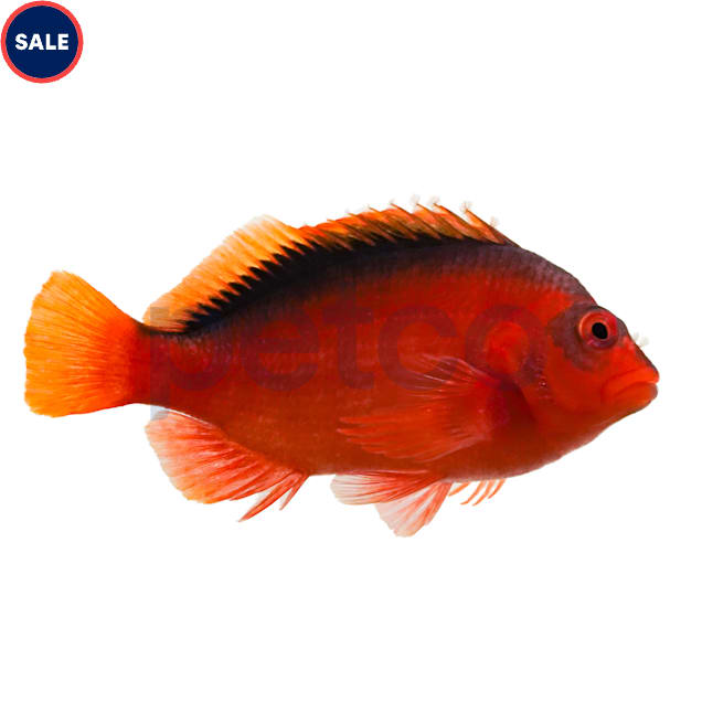 Flame Hawkfish Neocirrhites armatus Small Petco