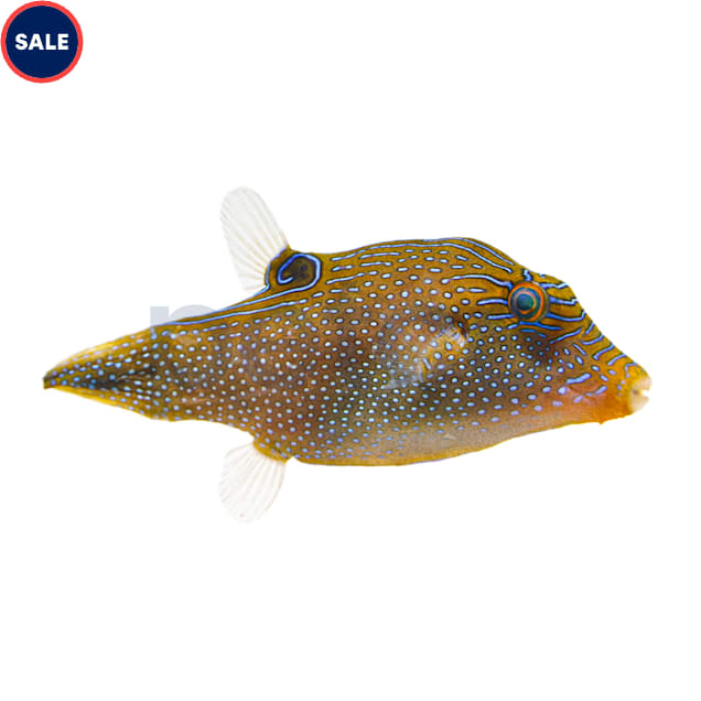 Freshwater puffer fish for sale petco top