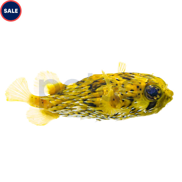 Porcupine Puffer (Diodon hystrix) - Medium - Carousel image #1