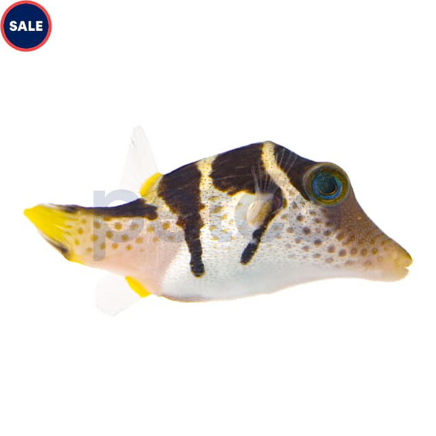 Valentini puffer fish sales care