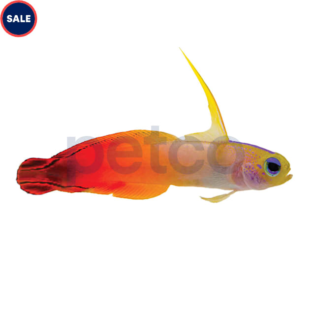 Firefish Nemateleotris magnifica Petco