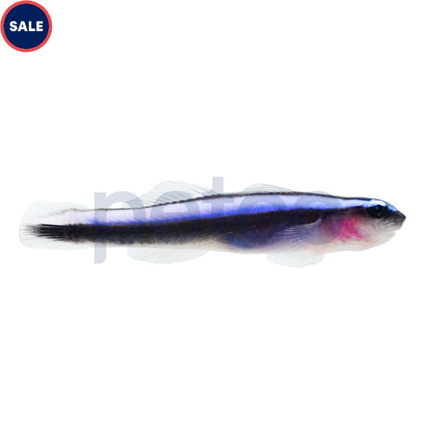 Aquacultured Neon Blue Cleaner Goby (Elacatinus oceanops) - Carousel image #1