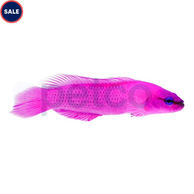 Orchid Dottyback (Pseudochromis fridmani) - Medium - Carousel image #1