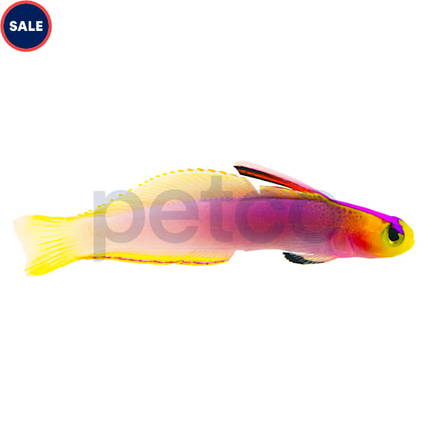 Helfrichi Firefish (Nemateleotris helfrichi) - Carousel image #1