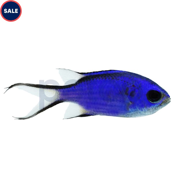 Blue Reef Chromis (Chromis cyanea) - Small - Carousel image #1
