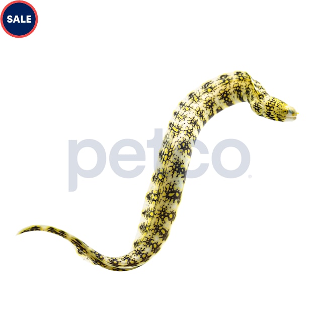Snowflake Moray Eel (Echidna nebulosa) - Small - Carousel image #1