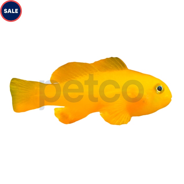 Yellow Clown Goby (Gobiodon okinawae) - Small - Carousel image #1