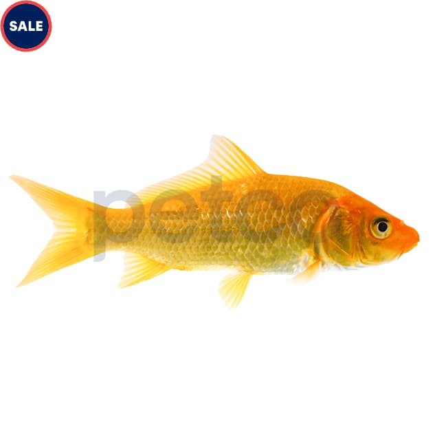 Orenji Ogon Koi (Cyprinus carpio) - Carousel image #1